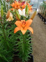 [4091 Yale DJ No01.JPG]